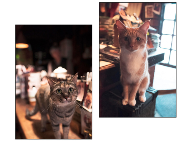 北海道・札幌の喫茶店「ミルク」の看板ねこ:おはぎ、いなり