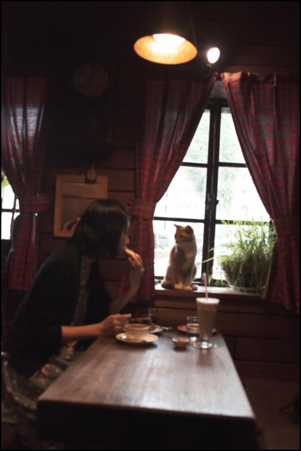 北海道・札幌の喫茶店「ミルク」の看板ねこ:おはぎ、いなり