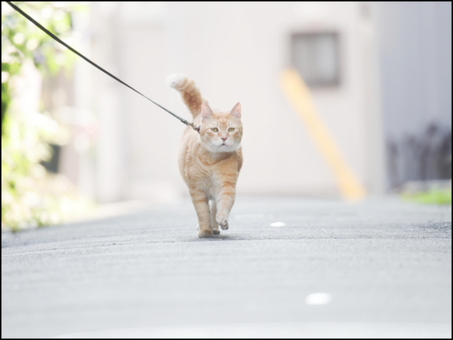 清澄白河 鳥満 看板ねこ:とん平