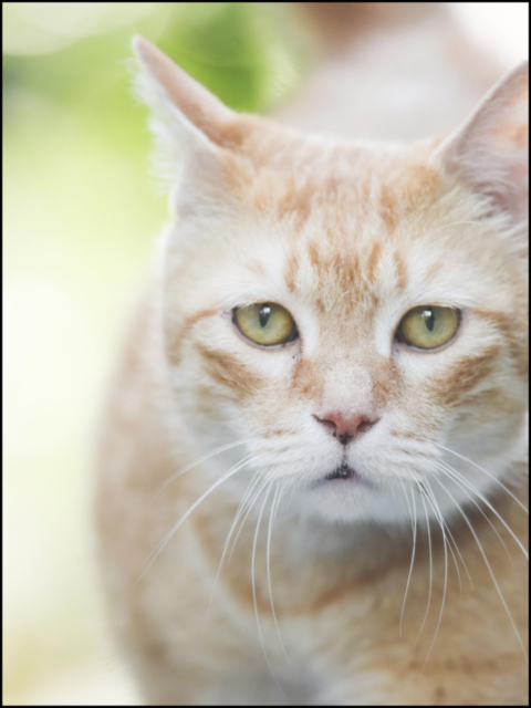 清澄白河 鳥満 看板ねこ:とん平