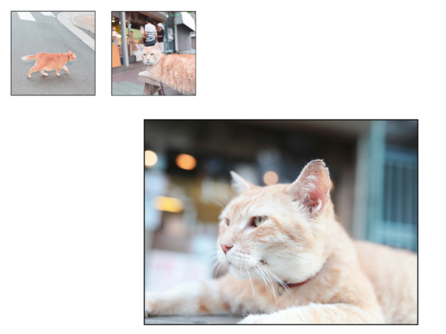 清澄白河 鳥満 看板ねこ:とん平