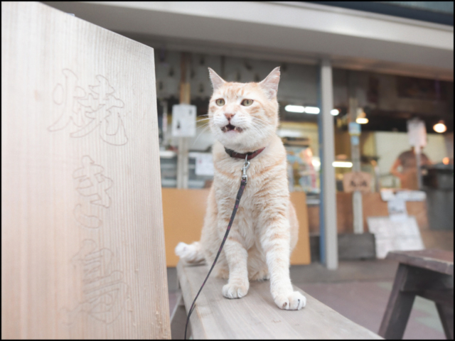清澄白河 鳥満 看板ねこ:とん平