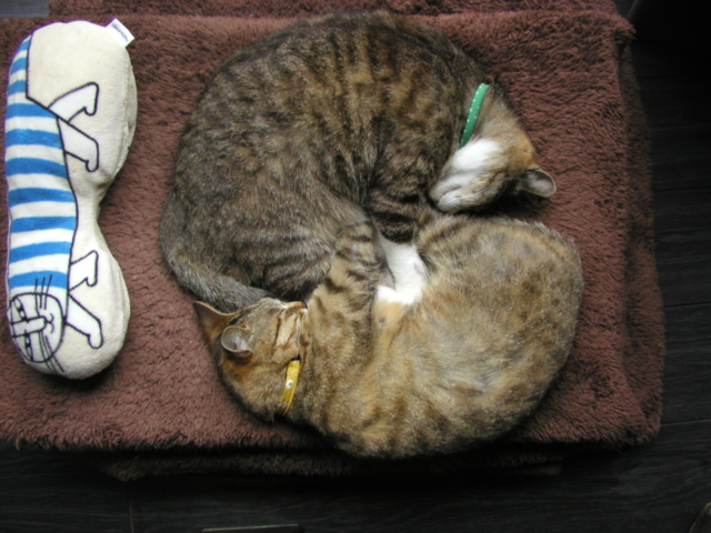 家で寝るということ