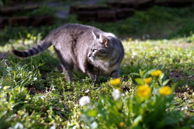 春だから花の話をしよう
