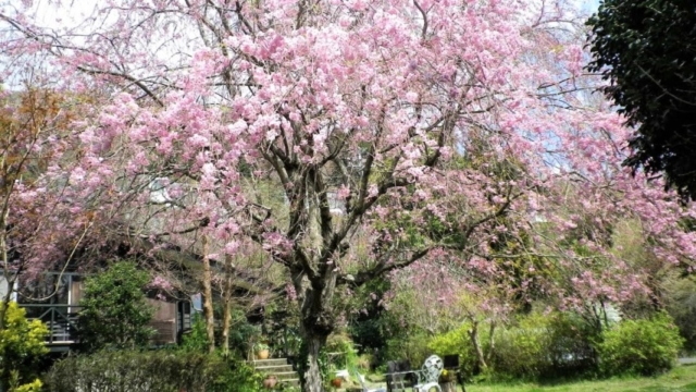 猫と桜と季節を過ごす