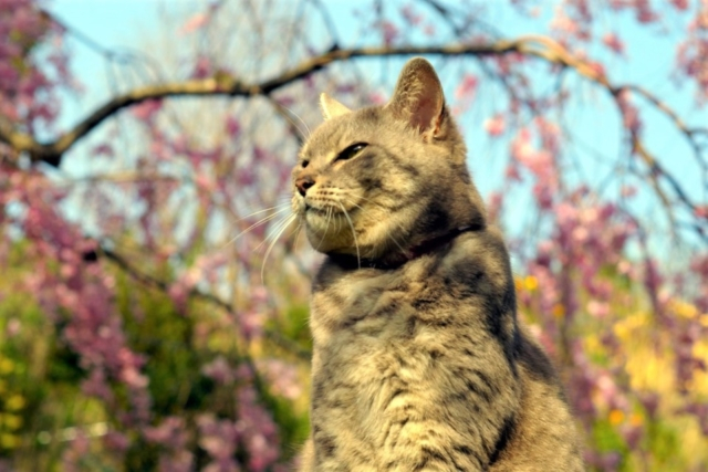 猫と桜と季節を過ごす
