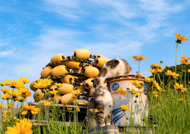 島で出会った奇跡の瞬間