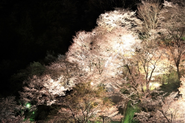 吉野山の桜のライトアップ、花供会式など、金峯山寺の秘仏ご開帳……お花見期間はイベントが満載♪