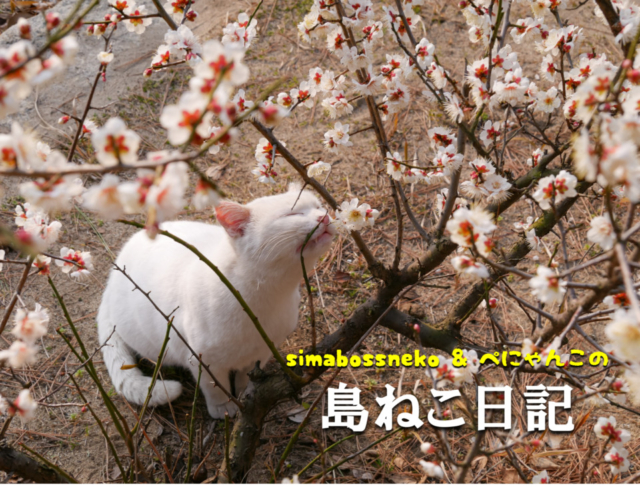 【連載フォトエッセイ・第13回】simabossneko&ぺにゃんこの「島ねこ日記」