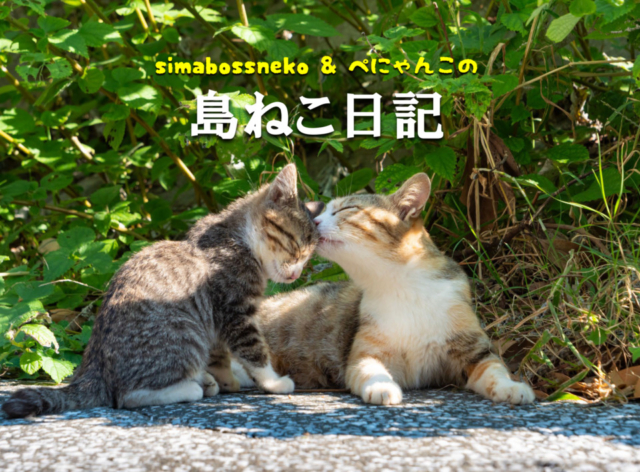 【連載フォトエッセイ・第14回】simabossneko&ぺにゃんこの「島ねこ日記」