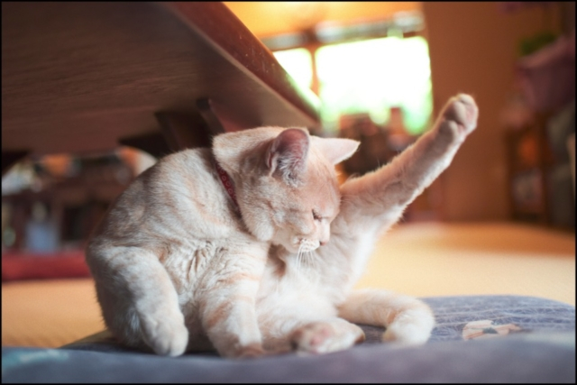 神奈川・小机の食事処「阿部商店」の看板ねこ:ミルキー