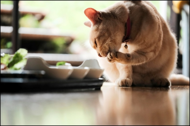 神奈川・小机の食事処「阿部商店」の看板ねこ:ミルキー