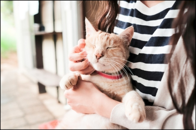 神奈川・小机の食事処「阿部商店」の看板ねこ:ミルキー