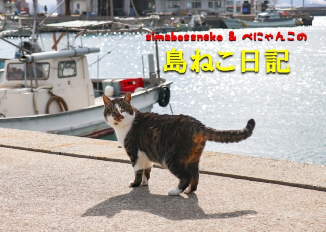 【連載フォトエッセイ・第12回】simabossneko&ぺにゃんこの「島ねこ日記」