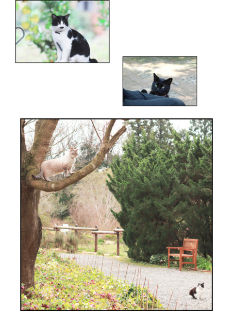 千葉・君津の庭園「ドリプレ・ローズガーデン」の看板ねこたち