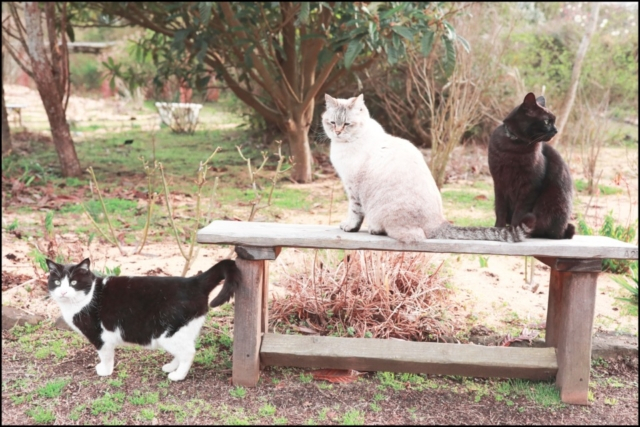 千葉・君津の庭園「ドリプレ・ローズガーデン」の看板ねこたち