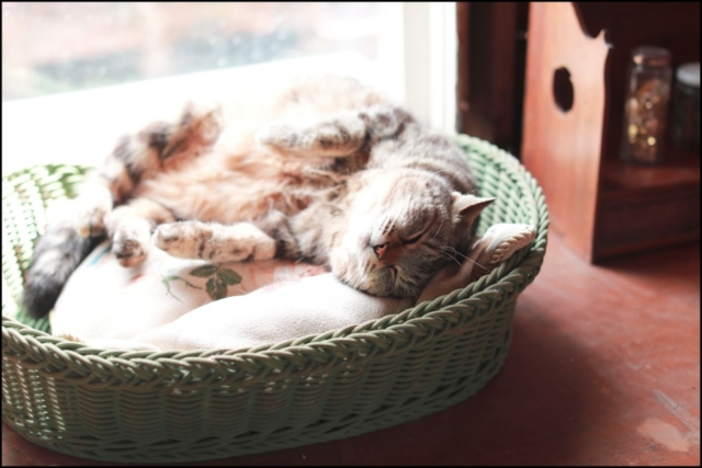 千葉・君津の庭園「ドリプレ・ローズガーデン」の看板ねこたち