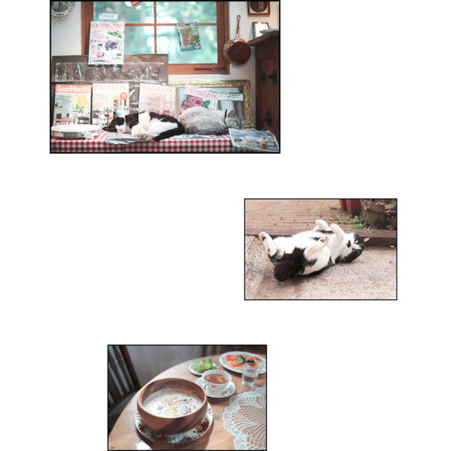 千葉・君津の庭園「ドリプレ・ローズガーデン」の看板ねこたち