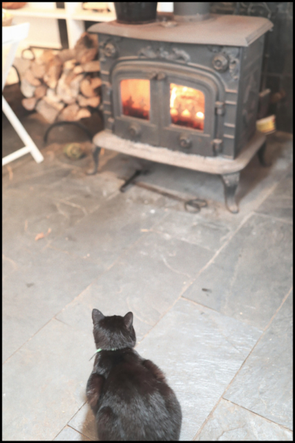 千葉・君津の庭園「ドリプレ・ローズガーデン」の看板ねこたち