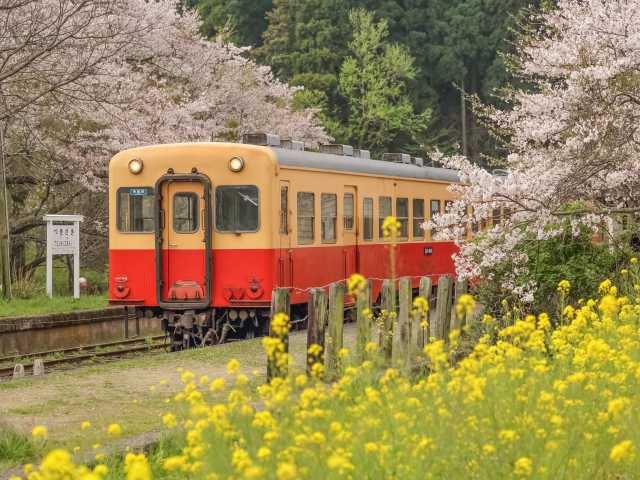 ③養老渓谷・大多喜エリア