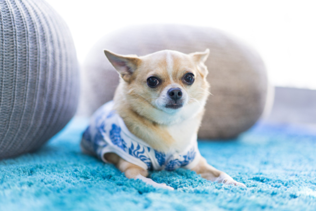 ペットと一緒に泊まれるプランも