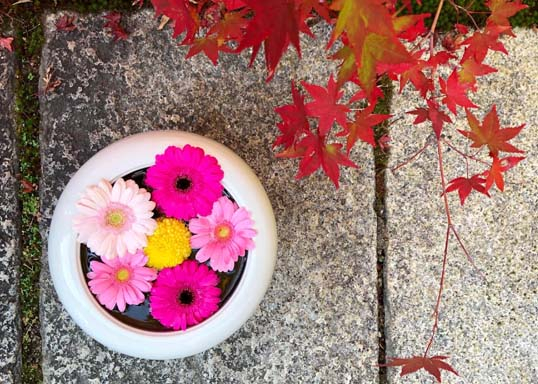 【京都 麗しの花手水】花を愛でた後は座禅体験 勝林寺〈東山エリア〉