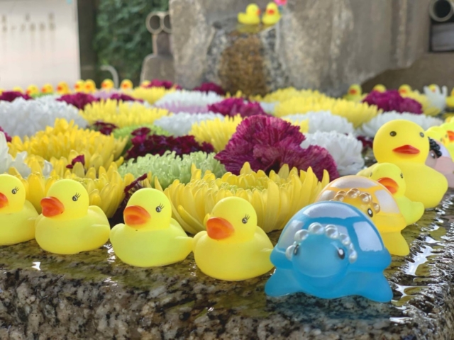 【京都 麗しの花手水】亀とアヒルがキュート 金戒光明寺〈哲学の道エリア〉
