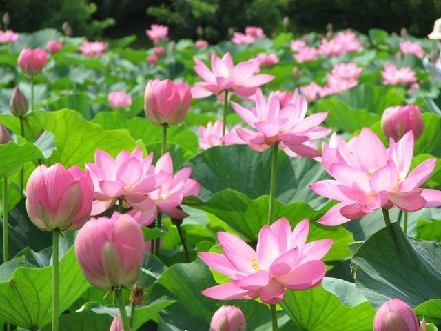 埼玉のデートスポットおすすめ50選! 定番から穴場までご紹介