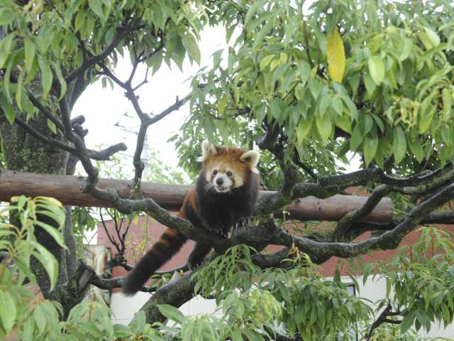 山梨 穴場のおでかけスポット30選 コロナ禍でも安心して楽しめる まっぷるトラベルガイド 山梨 穴場のおでかけスポット30選 コロナ禍でも安心して楽しめる まっぷるトラベルガイド