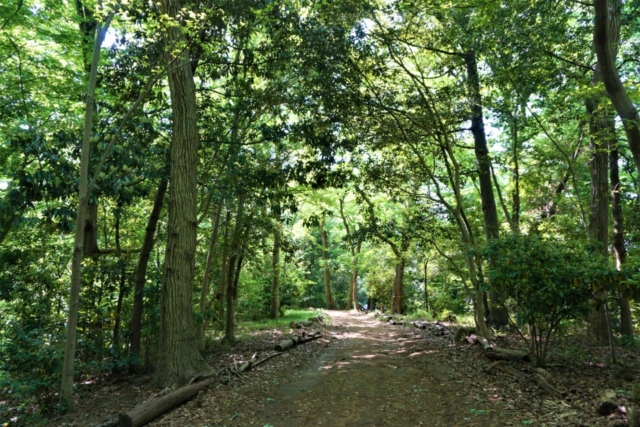 鳥の楽園「小塚山公園」へ