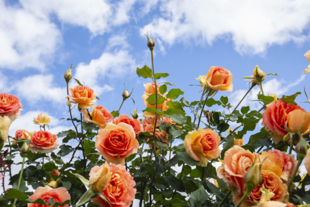 中之条ガーデンズのおすすめ庭園1.圧倒的な完成度を誇る一番人気の「ローズガーデン」