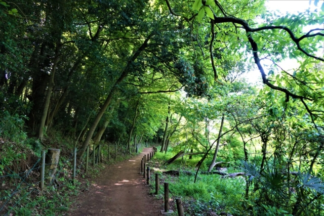 水辺を歩く(じゅんさい池緑地)
