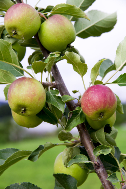 植物への興味が広がる中之条ガーデンズのファームエリア「中之条ファーム」