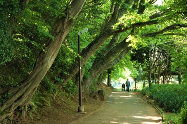 水辺を歩く(じゅんさい池緑地)