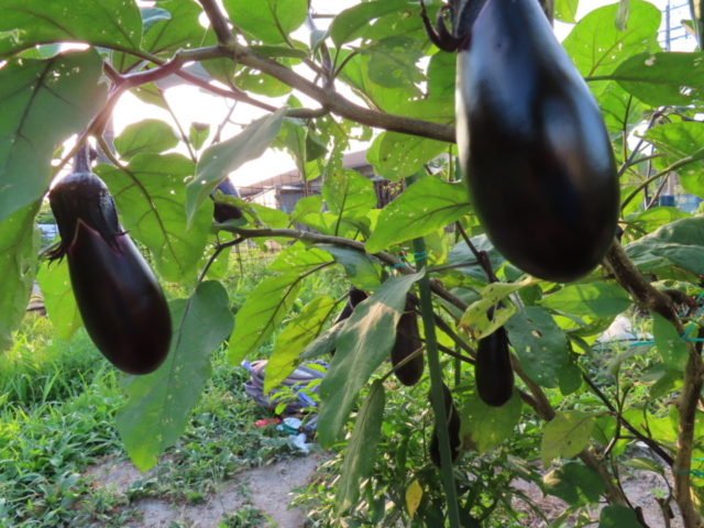 食べきれないほどの夏野菜に感激!の夏