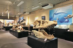 北海道大学総合博物館