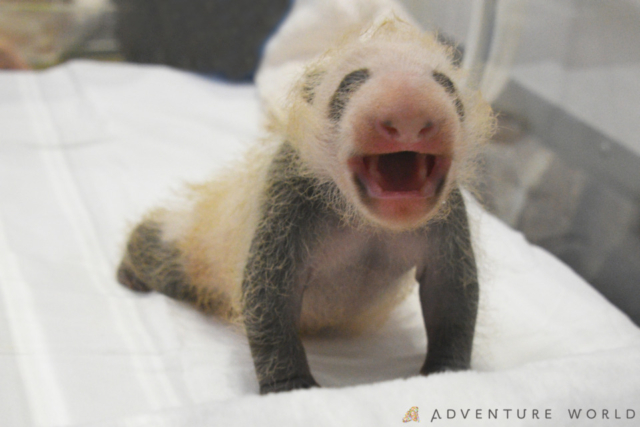 赤ちゃんパンダの楓浜は、すくすくと元気に成長中♡