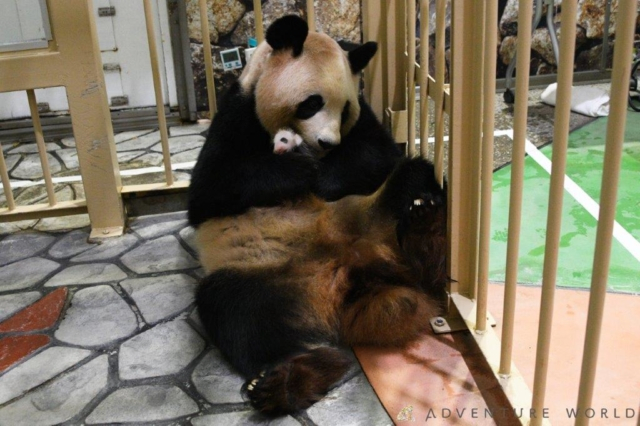 赤ちゃんパンダの楓浜は、すくすくと元気に成長中♡