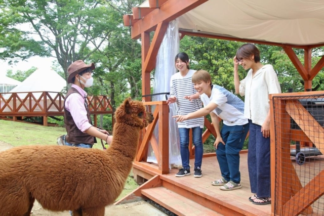 癒されるもこもこのアルパカとのふれあい!