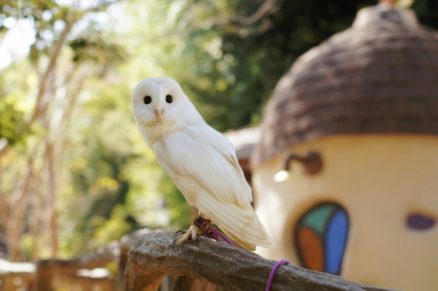 【浜松】メルヘンの世界へ導かれる「ぬくもりの森」へ