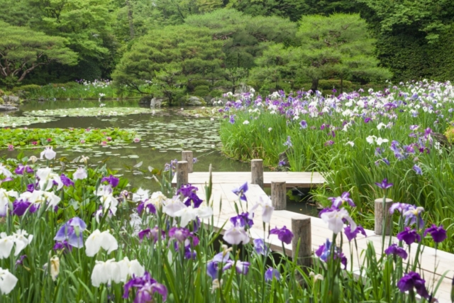 雅な京都絶景ならココ!カリスマ庭師の庭園をそぞろ歩く<平安神宮>