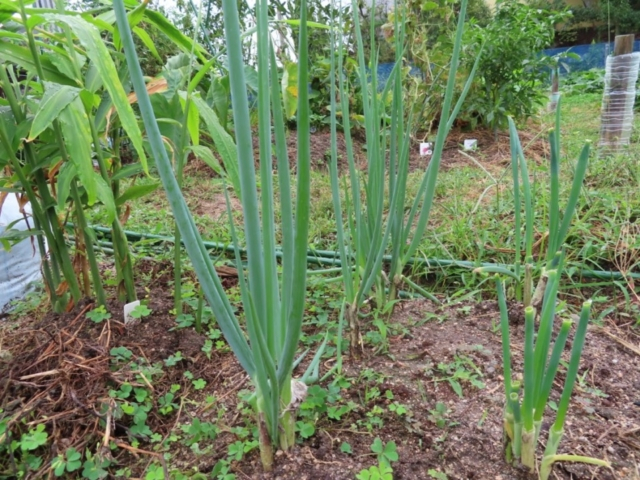 おいしい野菜が続々収穫!地面の中からサツマイモやショウガも登場