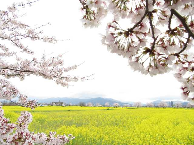 奈良のサイクリングスポットおすすめ19選! 定番から穴場までご紹介