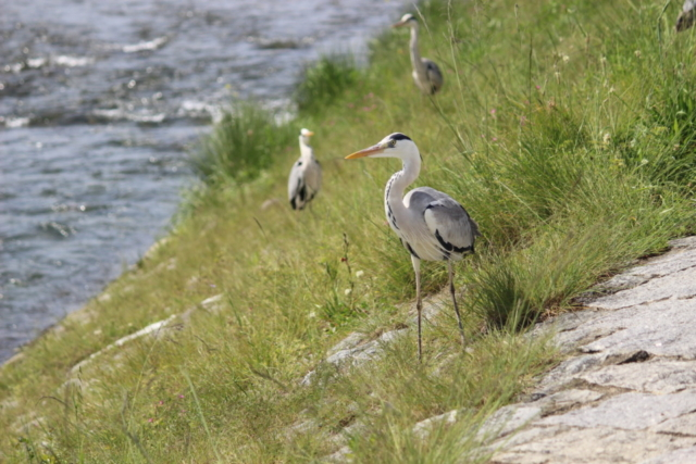 【鴨川観光】団栗橋 ~京都史上最大の火災発祥地帯~