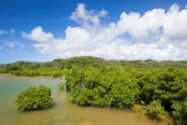 【沖縄】初めての「やんばる」1DAYドライブ ~さあ、世界遺産へ行ってみよう~