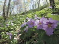 北海道唯一の大規模な国営公園・国営滝野すずらん丘陵公園も見どころ