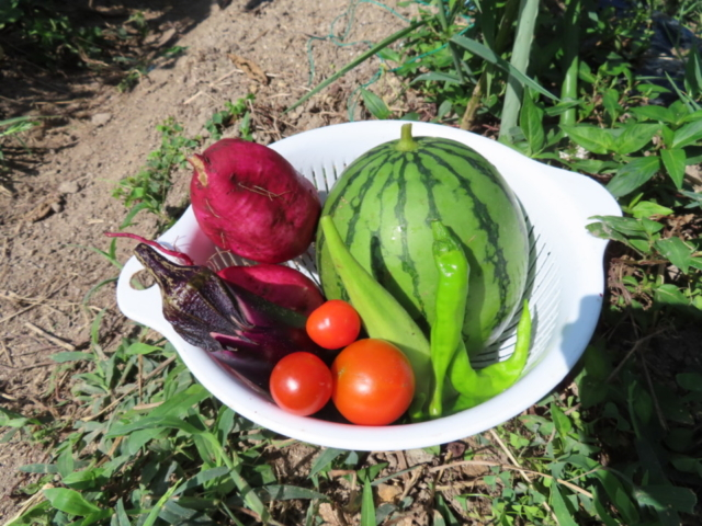 貸し農園で家庭菜園にチャレンジ!~初心者編~