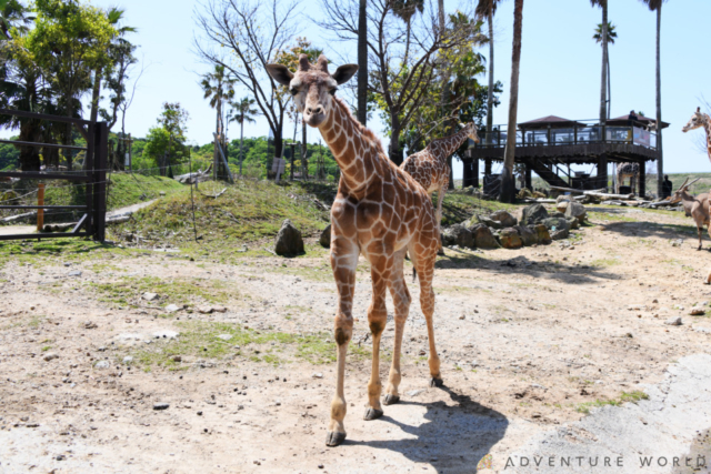 サファリワールドのツアーにチャレンジ!
