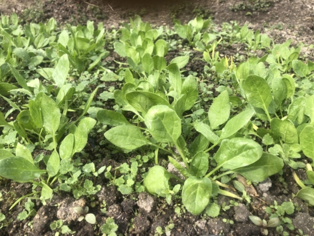 畑を耕した後は、種をまいたり、苗を植えたり