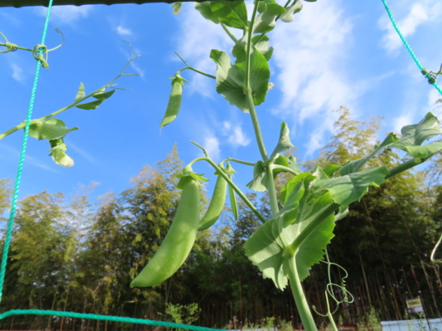 早くも収穫開始♪野菜生活の始まりだ!